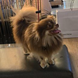 Pomeranians from Ruby's Sky's Kennels Pomeranian's