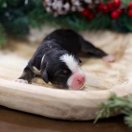 Tartine - Tri-color male Bernedoodle puppy in Queen Creek, Arizona from Dulcito Doodles