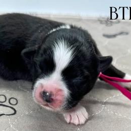 Pink collar - Black tri female Miniature Australian Shepherd puppy in Brooker, Florida from Triple Branch Aussies