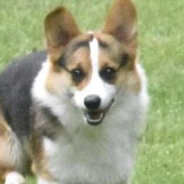 Charlie - Pembroke Welsh Corgi