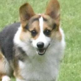 Charlie - Pembroke Welsh Corgi