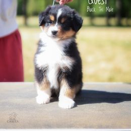 Quest - Black tri male Miniature American Shepherd puppy in Battle Ground, Washington from Casita Miniature American Shepherds