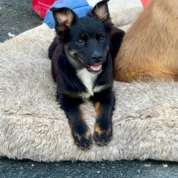 Ellie black tri female - Black tri female Miniature Australian Shepherd puppy in Lemon Cove, California from Magic Ranch Mini Aussies
