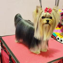 Corona - Yorkshire Terrier