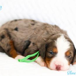 Louie - Blue merle male Bernedoodle puppy in Diamond Bar, California from Furrytaildoodles