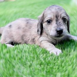 Bear - Dapple male Dachshund puppy in Richmond, Virginia from Irresistible Dachshunds & Cavaliers