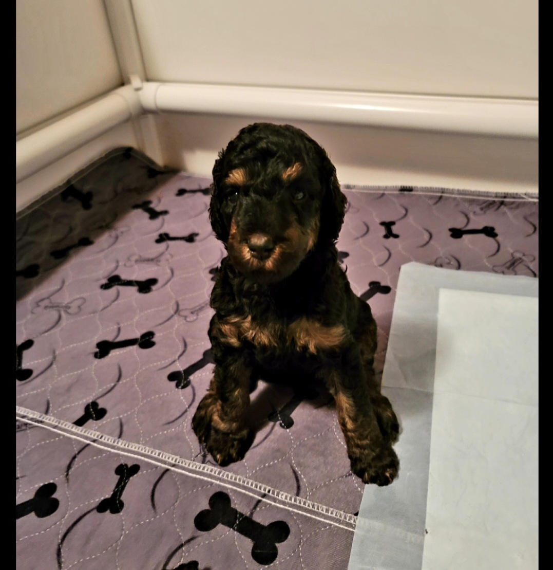 Poodle Puppies from Caboodles of Poodles