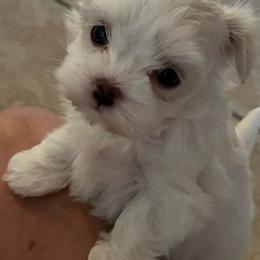 Fern - Cream female Havanese puppy in Apopka, Florida from Dunhill Havanese
