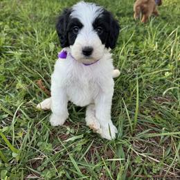 Purple collar girl - Parti female Goldendoodle puppy in Ruthorfordton, North Carolina from Duncan Doodles Goldendoodles