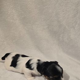 Girl 4 - Black tan and white female Biewer Terrier puppy in Everett, Washington from 1 Star Dream Pups