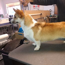 Ruby's Jazzy BonJovi - Pembroke Welsh Corgi