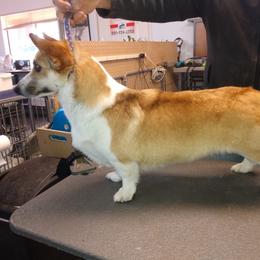 Ruby's Jazzy BonJovi - Pembroke Welsh Corgi