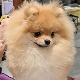 Style - Pomeranian