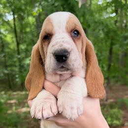 Yamila - Red and white female Basset Hound puppy in Red Bay, Alabama from Maple Street Bassets
