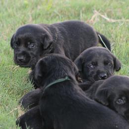 Boy 2nd pick - Black male Labrador Retriever puppy in Four Oaks, North Carolina from TLC Retrievers