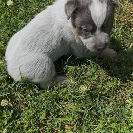 Girl 2 - Blue female Australian Cattle Dog puppy in Morton, Mississippi from Heart K Kennels