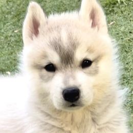 Siberian Huskies from Powdermist Siberians, LLC.