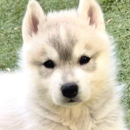 Siberian Huskies from Powdermist Siberians, LLC.