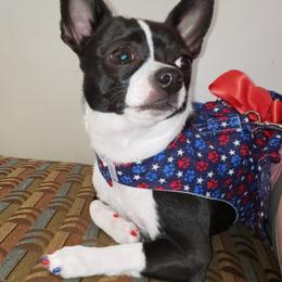 Chihuahua and German Shepherd All Grown Up from Gunnersville Farm