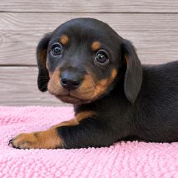 Sandy - Black and tan female Dachshund puppy in Warm Springs, Arkansas from Seven Hills Arkansas