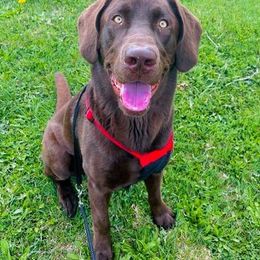Labrador Retrievers from L&J Labradors