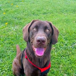 Labrador Retrievers from L&J Labradors