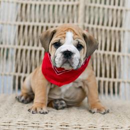 Ace - Fawn and white male Bulldog puppy in Kennewick, Washington from Badger Canyon bulldogs