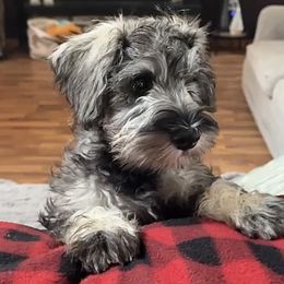 Oakley - Black and silver male Miniature Schnauzer puppy in Akeley, Minnesota from Great Northern Schnauzers