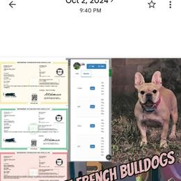Lilo - French Bulldog