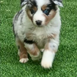 Pretty Boy Floyd - Blue merle male Australian Shepherd puppy in Sparta, Tennessee from SugarWood Australian Shepherds