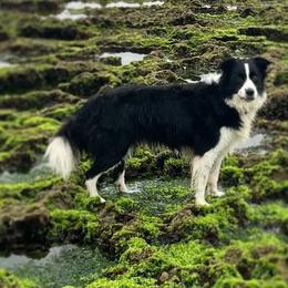 Leila - Border Collie