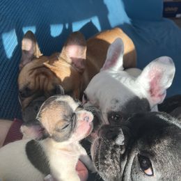 French Bulldog Puppies from Rockstar Kennel