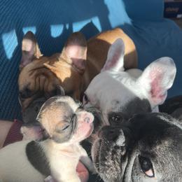 French Bulldog Puppies from Rockstar Kennel