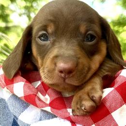 Phoenix AKC - Chocolate and tan male Dachshund puppy in Hendersonville, North Carolina from Snarky Doxy Miniature Dachshunds