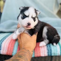 Bean - Black and white female Pomsky puppy in Yavapai County, Arizona from Pawsh Pomskies