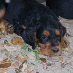 English Setter, Golden Retriever, and Gordon Setter Puppies from Katherine's Gordon Setters, English Setters, and Golden Retrievers