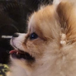 Pomeranians from HERRPOMS