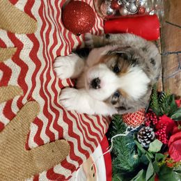 Miniature Australian Shepherd Puppies from Star B Cattle and Aussies