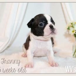 Franny - Black and white female Boston Terrier puppy in North Central, Vermont from Windy Valley’s Bostons