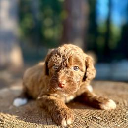 Lyra - Chocolate female Goldendoodle puppy in Pollock Pines, California from Penny Lane’s Doodles