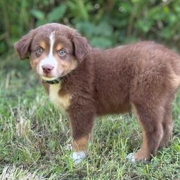 RTM - Light Blue Collar - Red tri male Miniature Australian Shepherd puppy in Natural Dam, Arkansas from Natural State Aussies