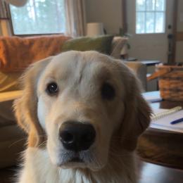 Beezus - Golden Retriever