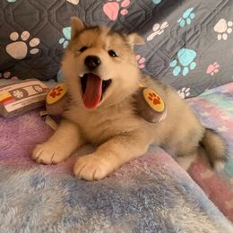 Siberian Husky Puppies from Canace Siberians