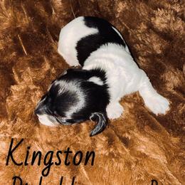 Dachshund Puppies from The Long Dog Lounge