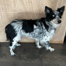 Dixie - Australian Shepherd