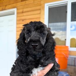 Ren - Sable male Poodle puppy in Hillman, Minnesota from Granite Valley Poodles