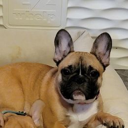 Pepper - French Bulldog