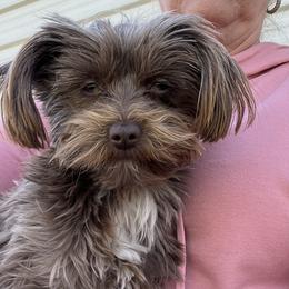 Bella - Yorkshire Terrier