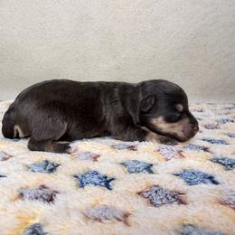 Queenie - Liver female Miniature Schnauzer puppy in Stilwell, Oklahoma from LR&R Dog Co.