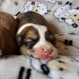Taters - Sable male Pembroke Welsh Corgi puppy in Williams, California from Half Hitch Corgis